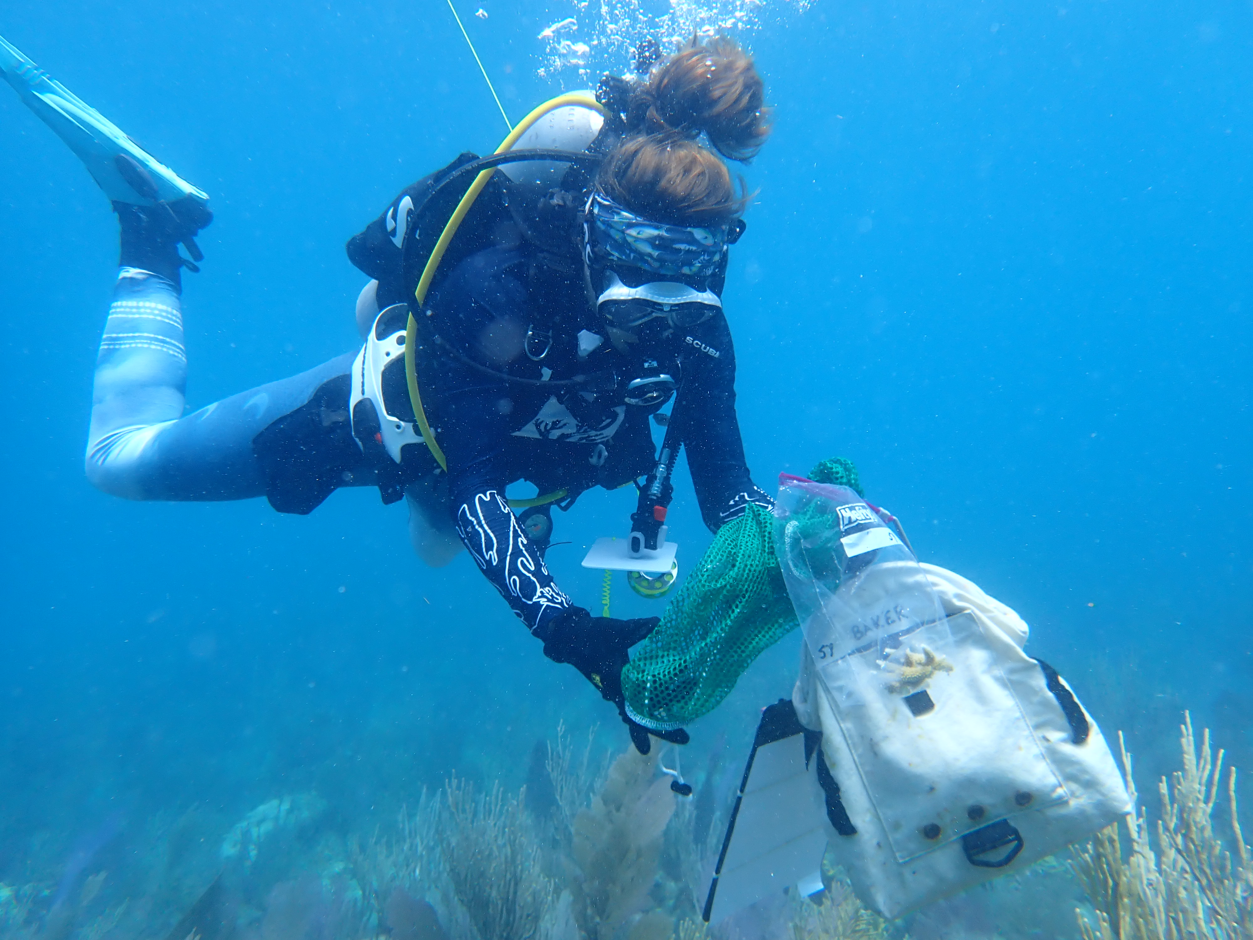Diver conducting field biology work underwater