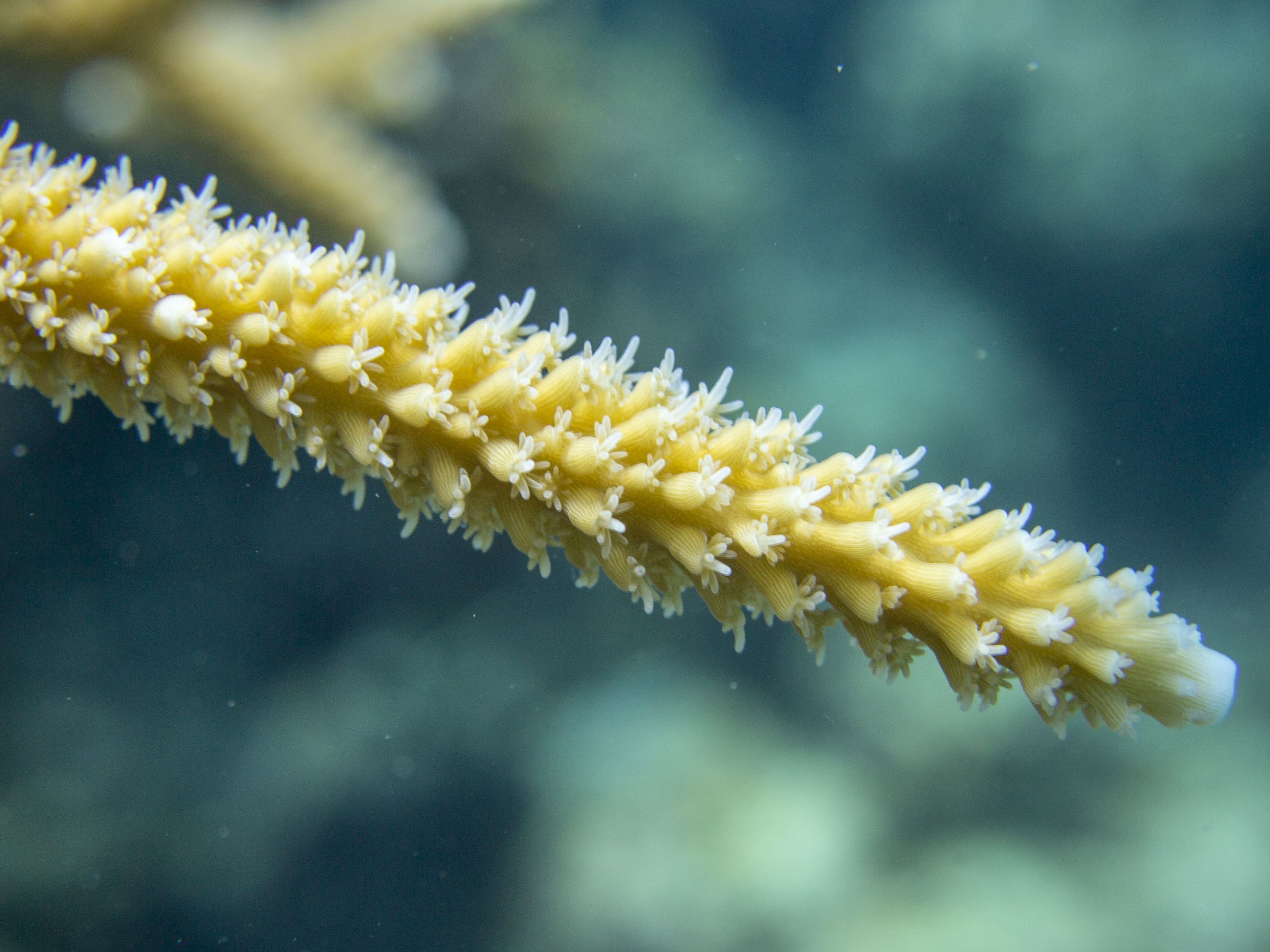 Close-up view of a coral branch
