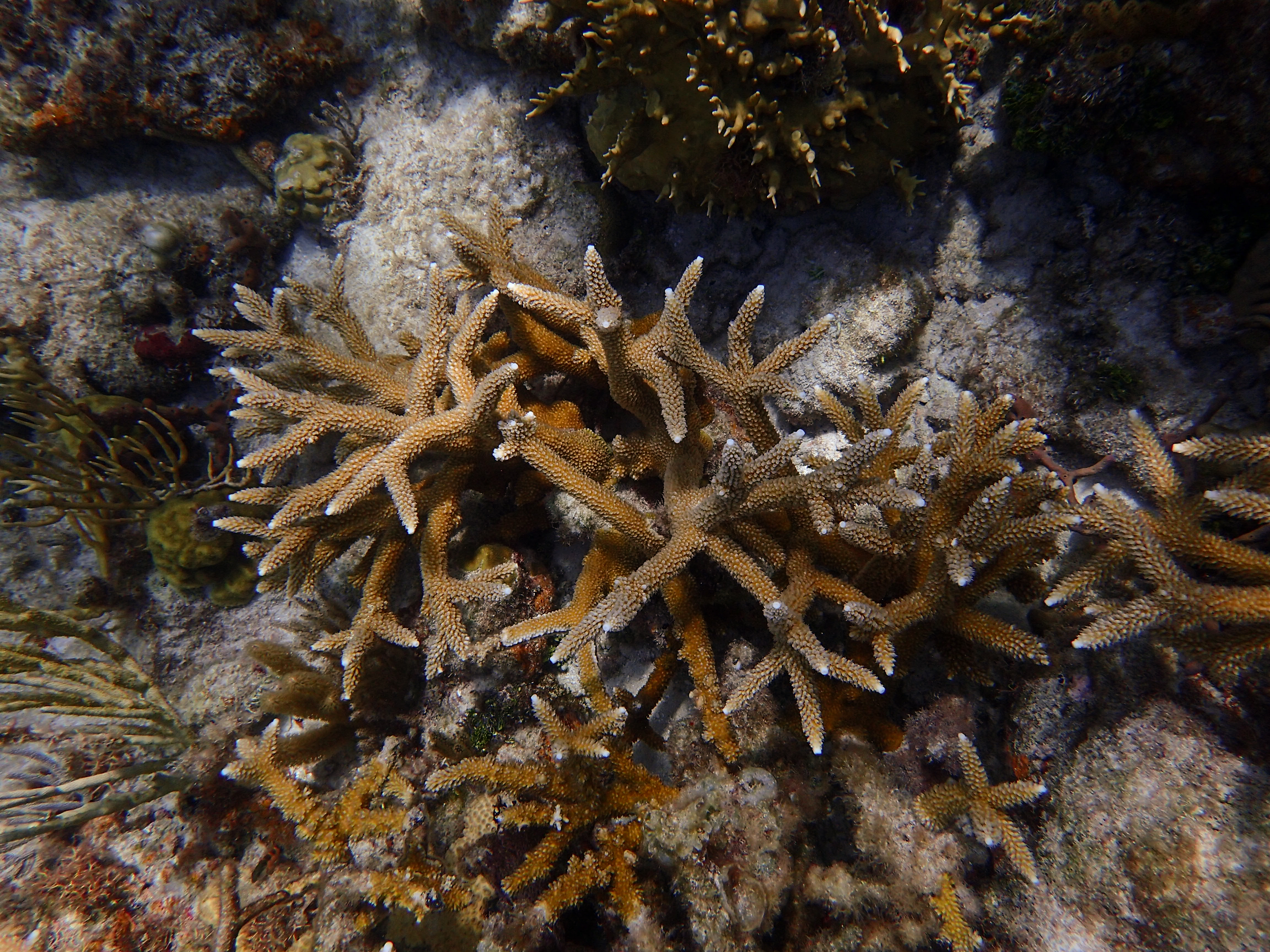 Coral colony viewed from above