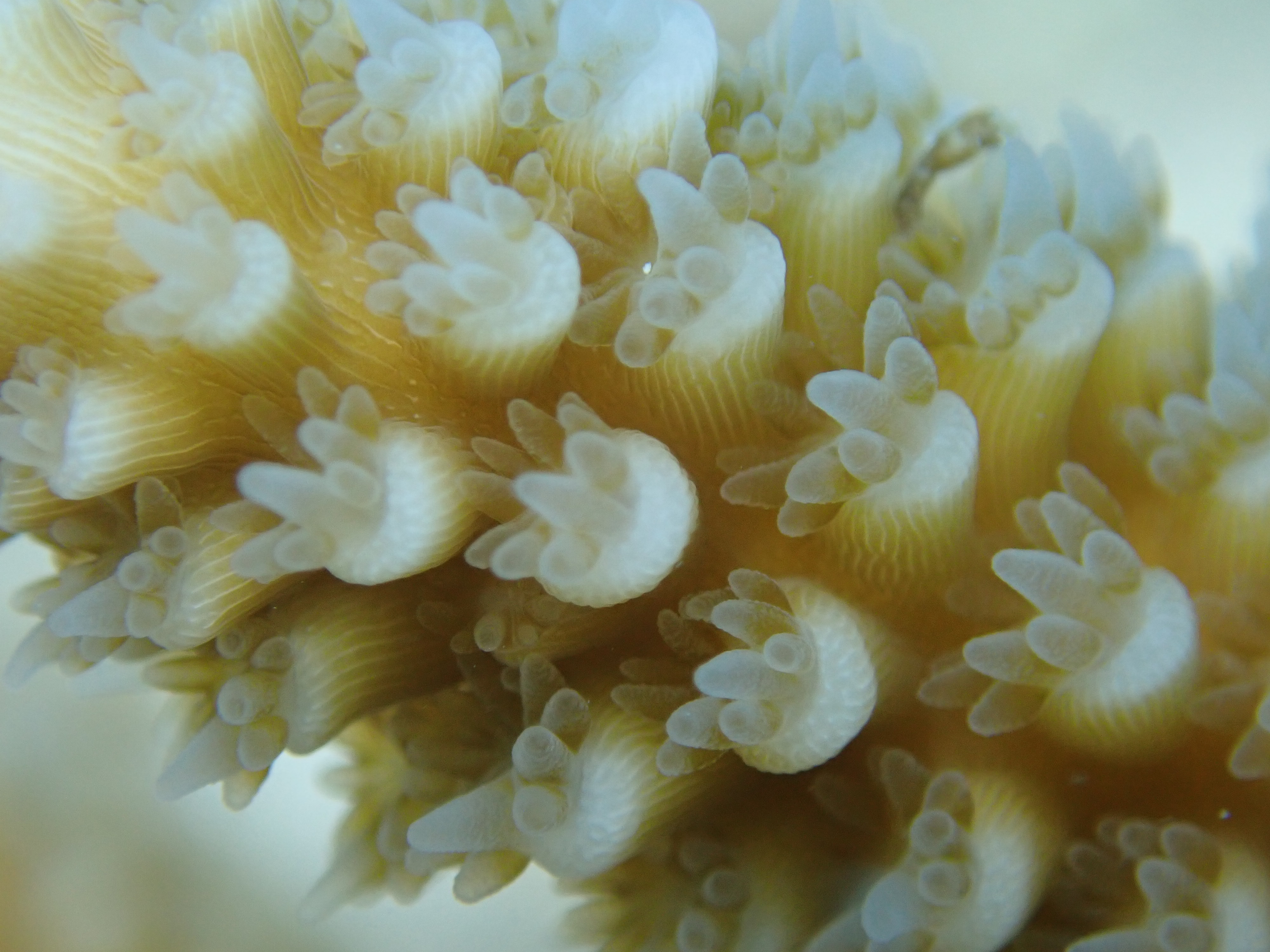 Close-up view of coral polyps