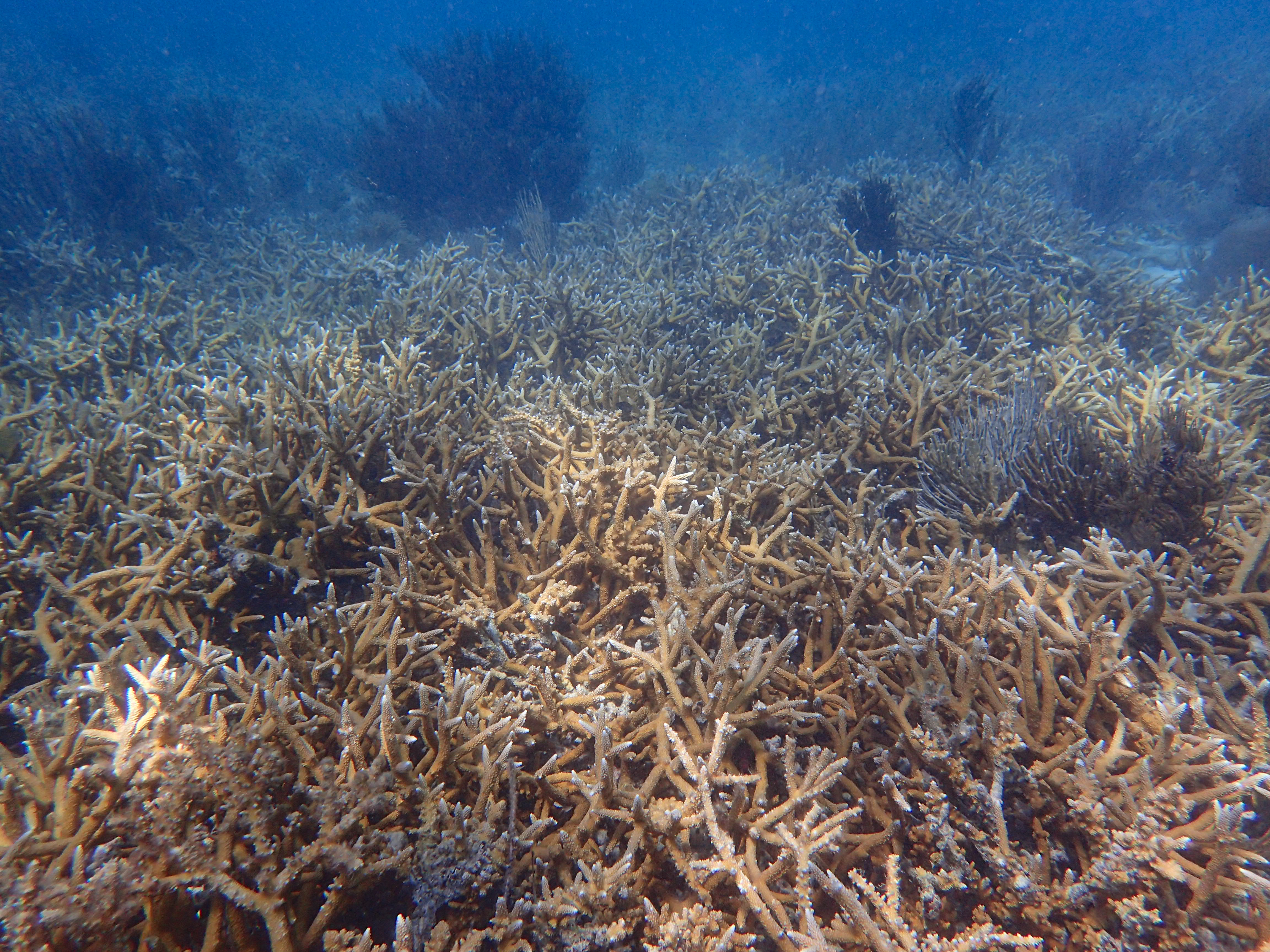 Underwater coral thicket